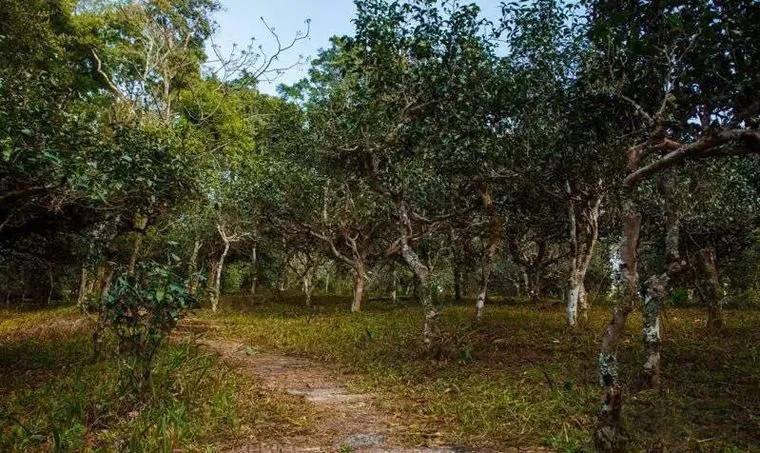 2022年桃子寨古樹春茶價(jià)格？