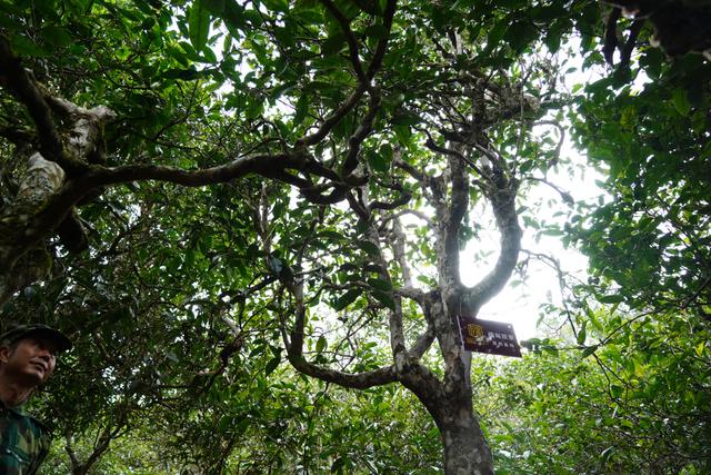 2022年桃子寨古樹春茶多少錢一公斤？