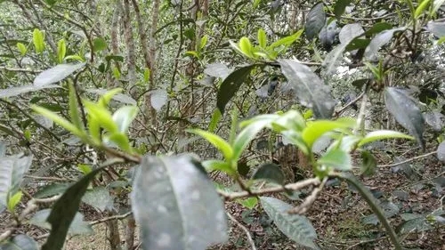 2022年蠻磚瓦龍古樹春茶口感！