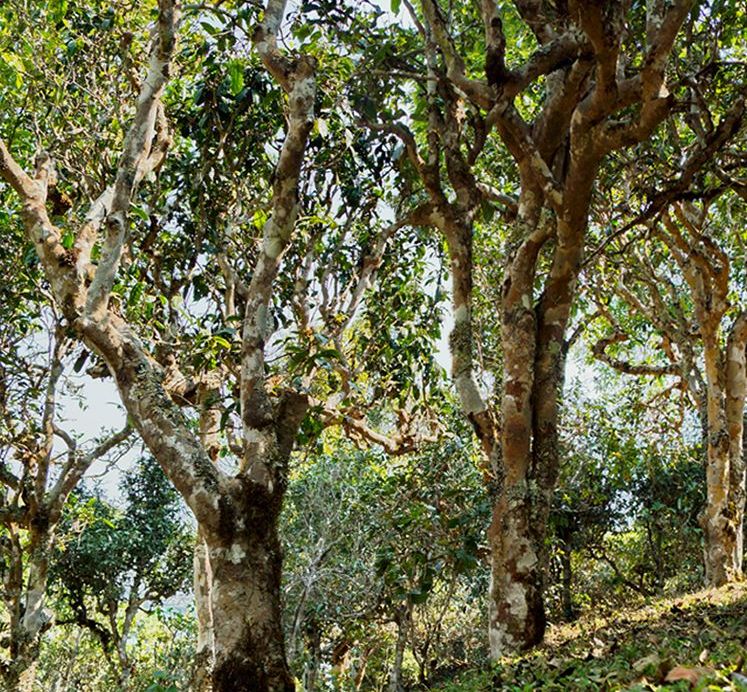 2022年蠻磚瓦龍古樹春茶價(jià)格？