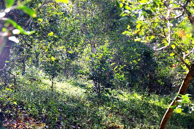 2022年革登古樹春茶價(jià)格？