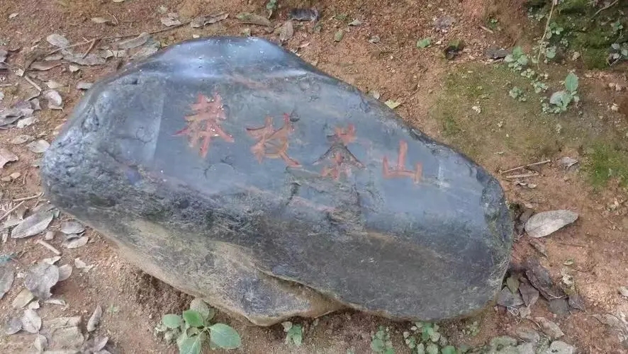 2022年莽枝古樹(shù)春茶特點(diǎn)？