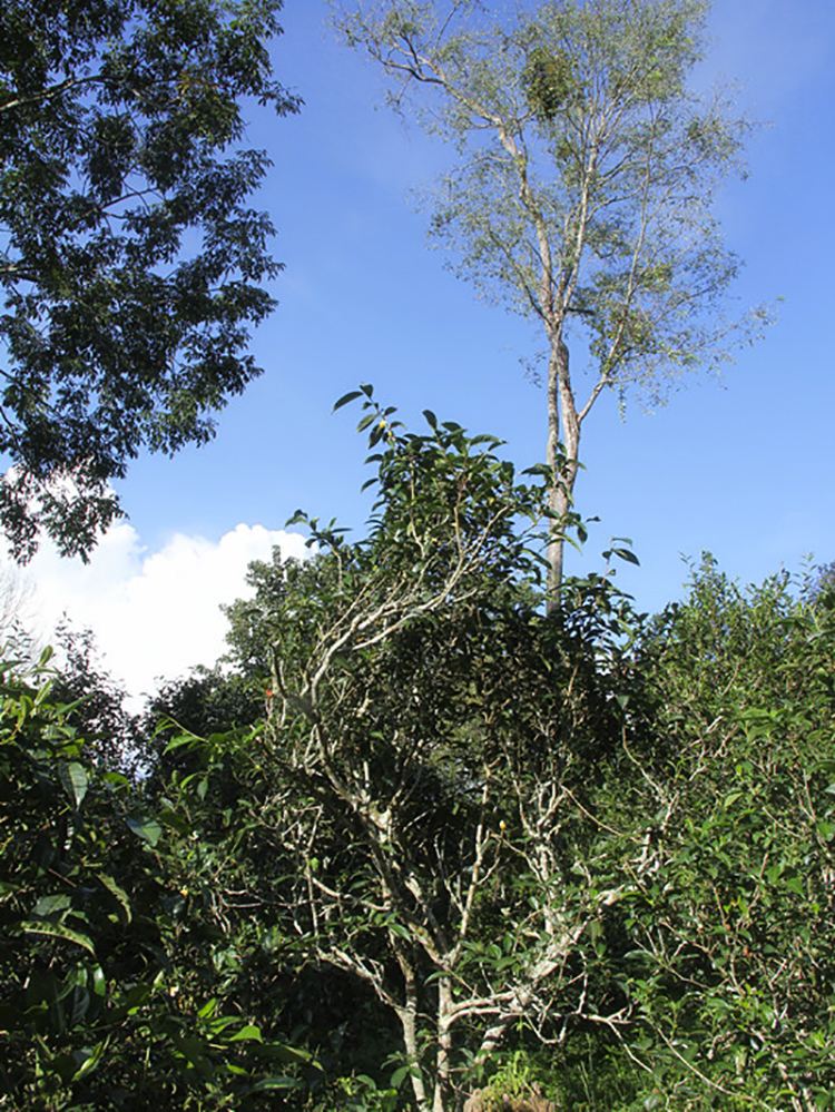 2022年莽枝古樹春茶口感？