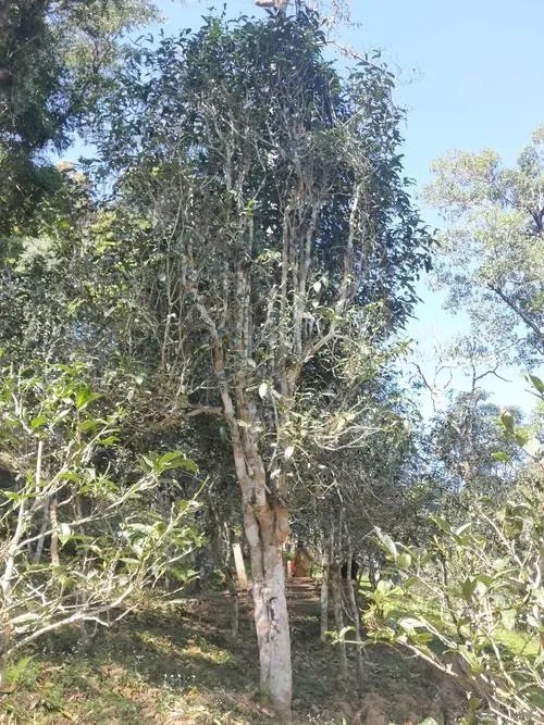 2022年莽枝古樹春茶多少錢一公斤？