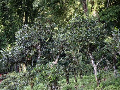 2022年攸樂古樹春茶特點？