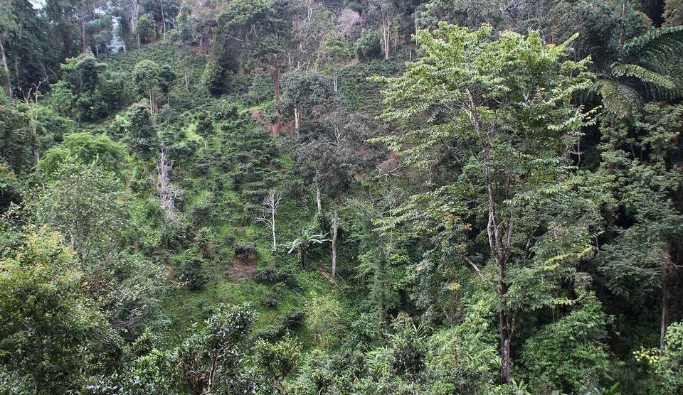 2022年攸樂古樹春茶價(jià)格？