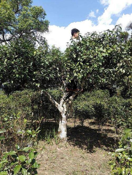 2022年攸樂古樹春茶多少錢一公斤？