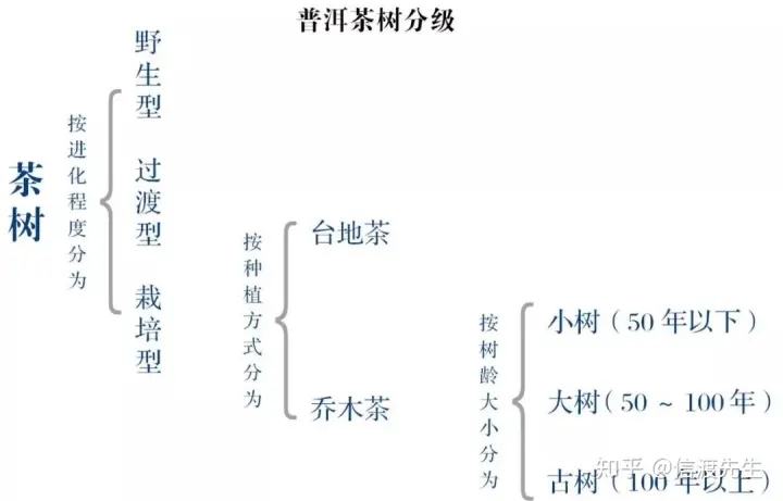 2022年按順序排列普洱茶樹等級(jí) 怎么分？