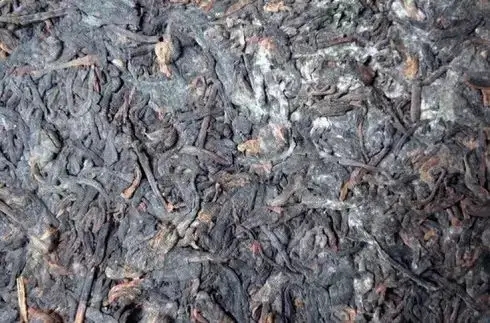 普洱茶泡了之后有霉味怎么辦？