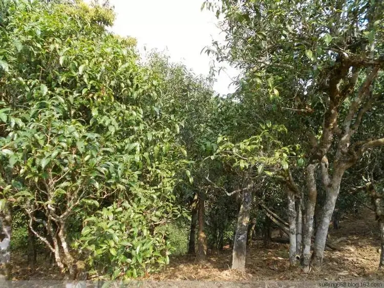 普洱茶山野味怎么解釋？