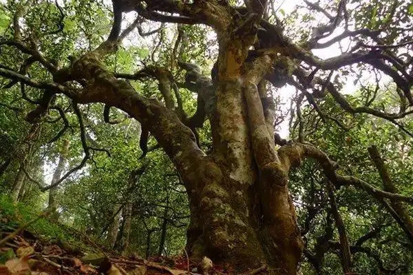 冰島！普洱茶界最有名的山頭，一次性把冰島茶講清楚！