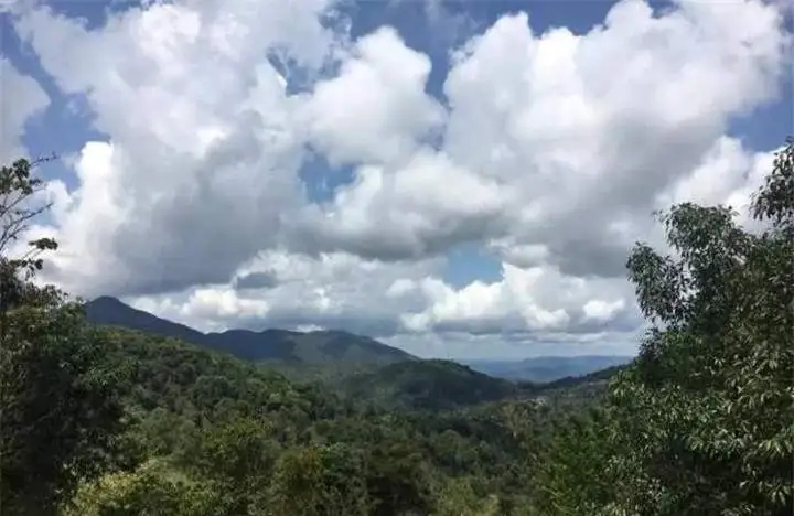 喝普洱茶的人為什么喜歡追山頭？無(wú)非就是這幾個(gè)原因