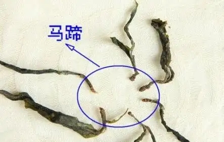 馬蹄竟然還能喝？普洱茶里的馬蹄你有了解過(guò)嗎？