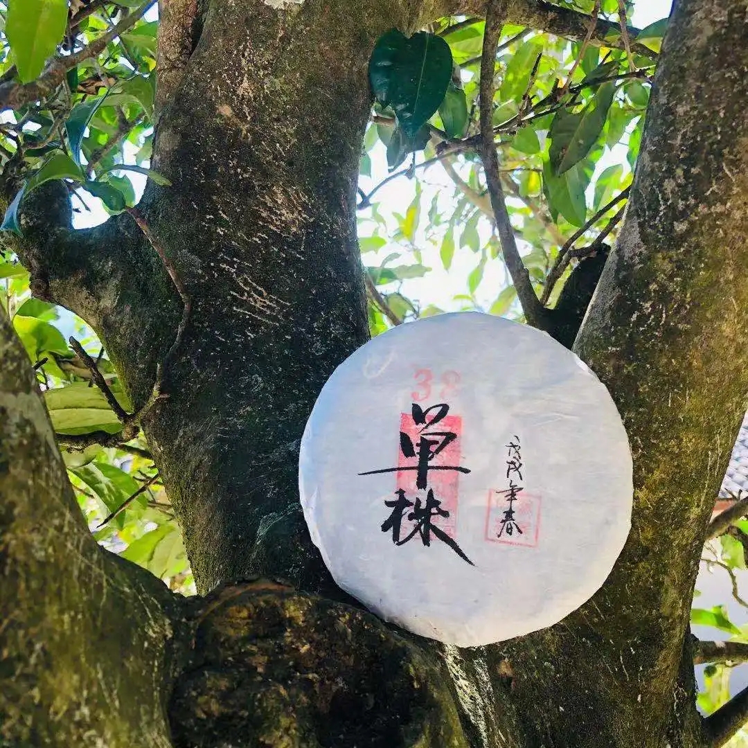 普洱茶單株是什么，好在哪里？