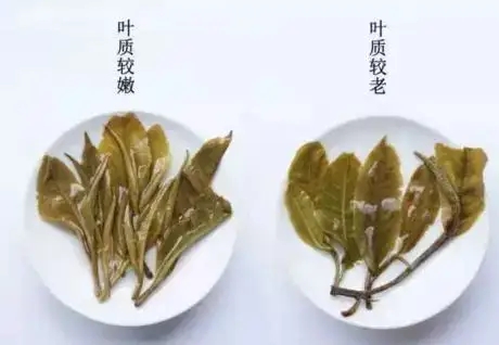 生普？熟普？如何挑選一款普洱茶？