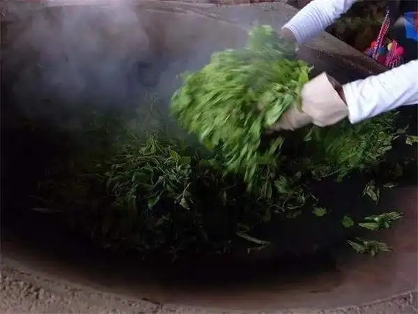 普洱茶為什么要殺青？