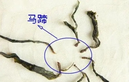馬蹄竟然還能喝？普洱茶里的馬蹄你有了解過(guò)嗎？