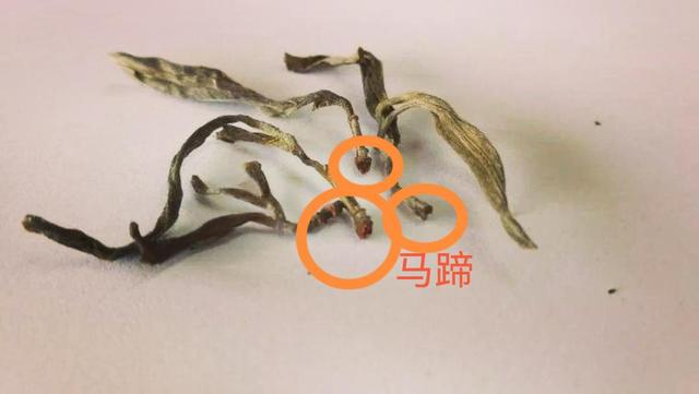 “馬蹄?！倍嗌俑竟?jié)有關(guān)系？