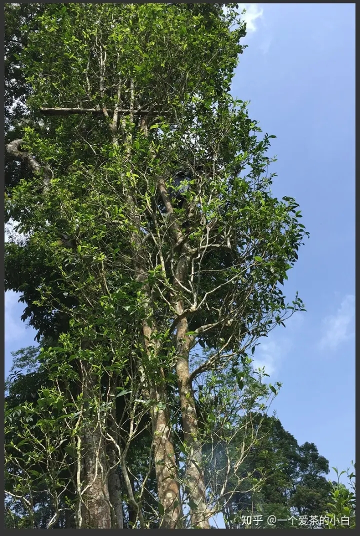 高桿古樹做成的普洱茶，憑什么紅遍大江南北？