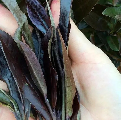 普洱茶中有一種叫“紫芽茶”的是怎么回事？