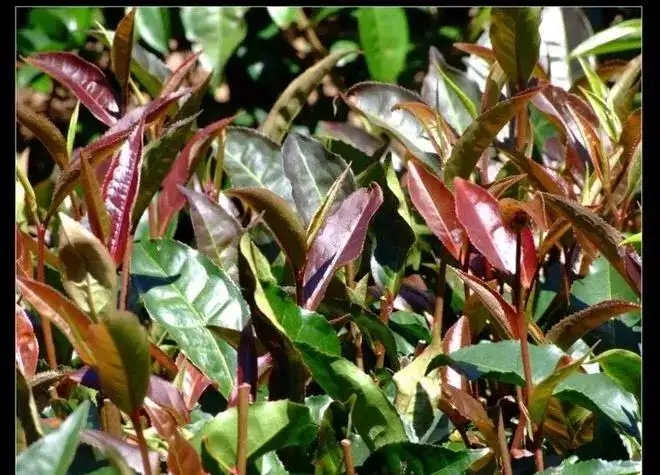 紫芽普洱茶真的都很珍貴嗎？這篇文章說到你心坎上了