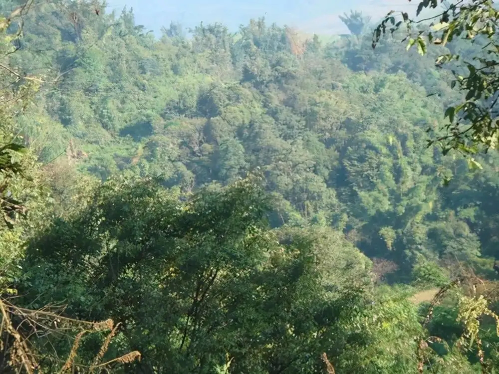 茶山紀(jì)實(shí)：再進(jìn)犀牛塘，不一樣的感覺；菁瑤可以預(yù)見的豐收年