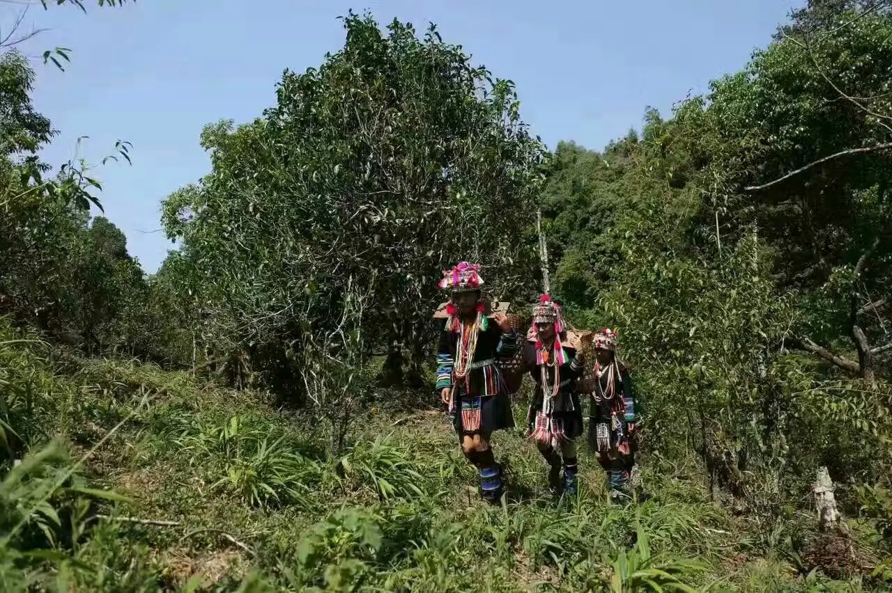 【好茶知味】南糯山石頭老寨拔瑪古樹：醇柔之質(zhì)，綿遠(yuǎn)之韻