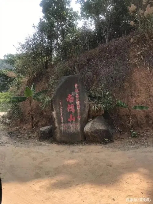 古茶第一村”，你見過這樣的茶樹嗎？