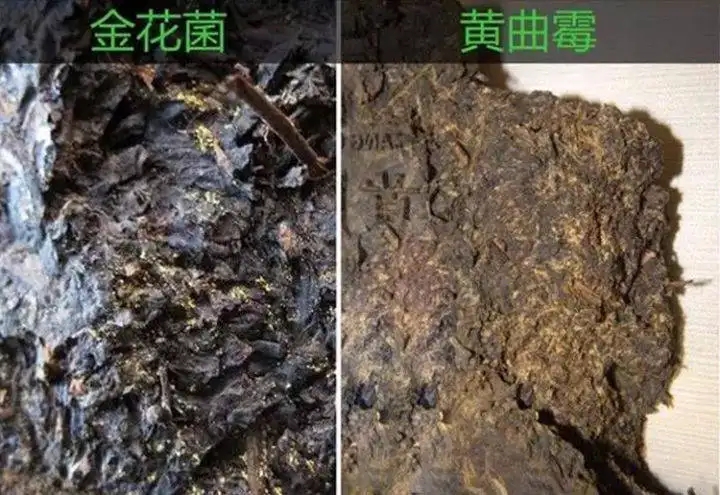 從普洱茶致癌論說開，再談普洱茶與黃曲霉毒素的關(guān)系。