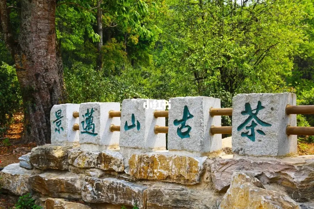 普洱茶的年份：新茶、老茶、中期茶、印級茶、古董茶