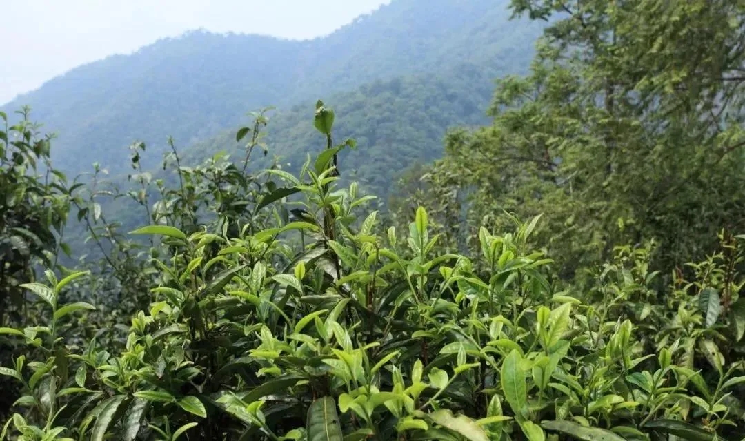 古樹茶的價值和意義在哪里？