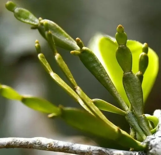 “螃蟹腳”是什么？