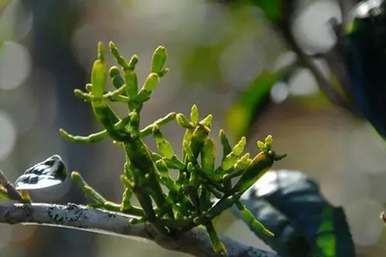 什么是螃蟹腳？茶界的螃蟹腳可能和你想的不一樣！