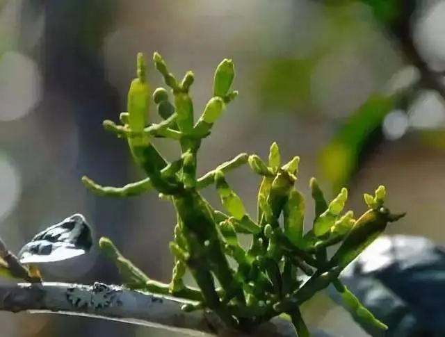 一節(jié)螃蟹腳，勝過冬蟲和夏草