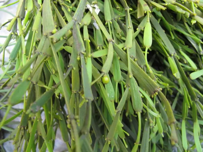 普洱茶中的“螃蟹腳”，到底是什么？如何辨別？