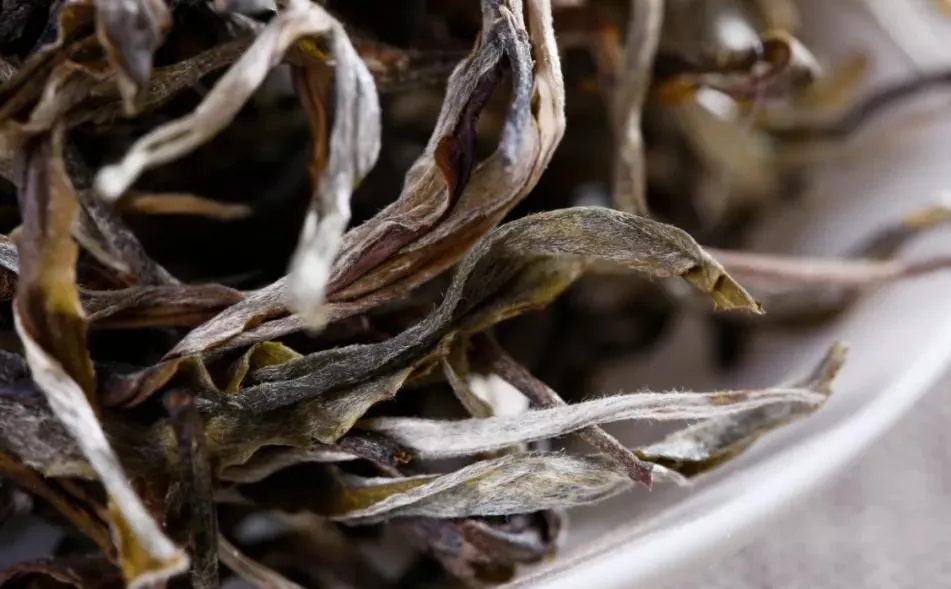 普洱茶樹生長的海拔越高，品質(zhì)就越好嗎？