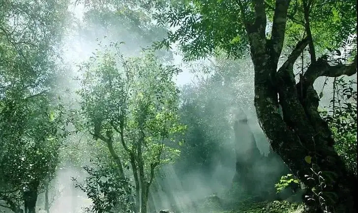 獨有神韻的瀾滄景邁古樹茶！