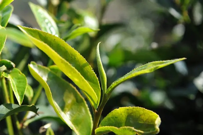普洱茶“山野氣韻”如何形成？