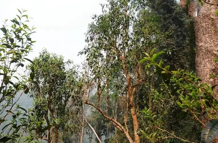 易武白茶園 | 量少珍稀古樹茶、易武茶中的佼佼者~香揚水柔有內(nèi)質(zhì)