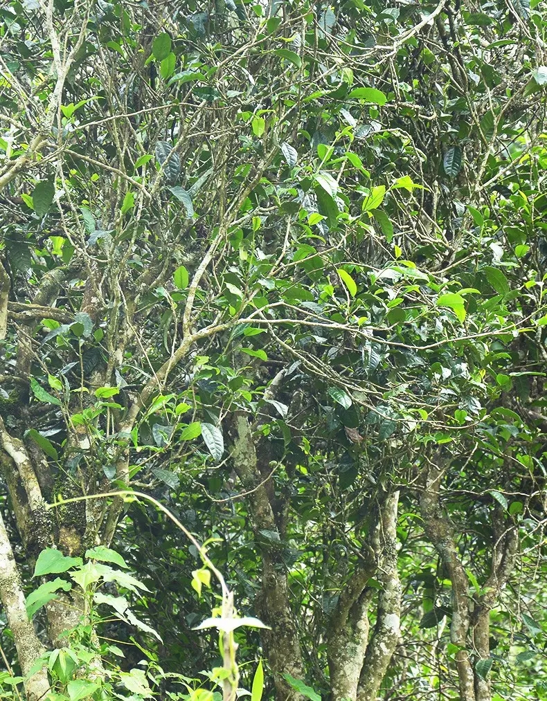 香竹箐：千年的觸摸，穿越時空的證明