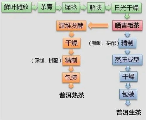 普洱茶區(qū)別于其他茶類的基本特征