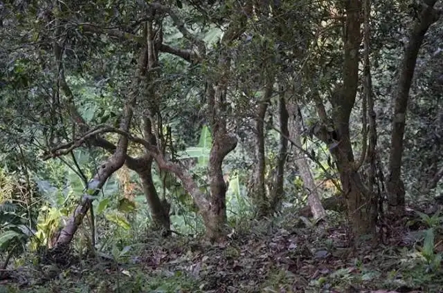 一山一味，山頭茶存在的意義究竟是什么？