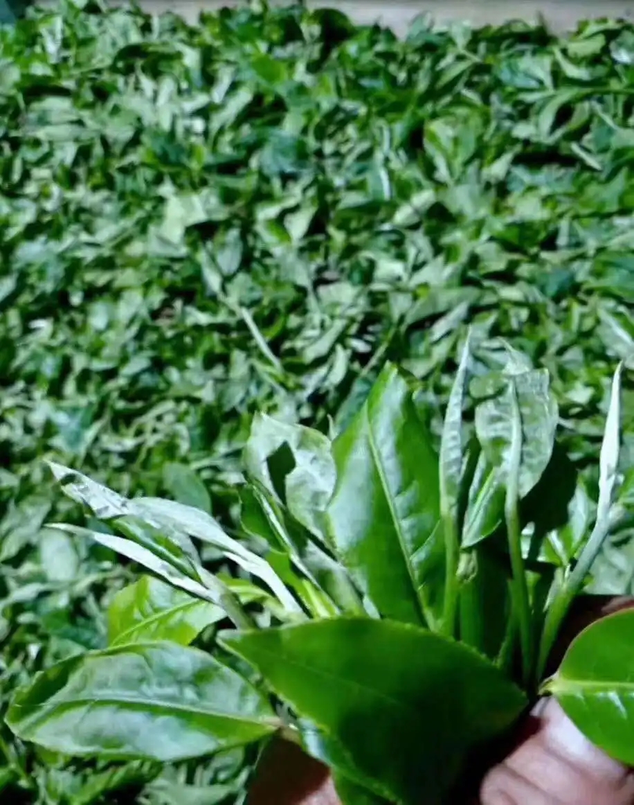 【答疑解惑】關(guān)于勐庫(kù)大葉種，你了解多少？