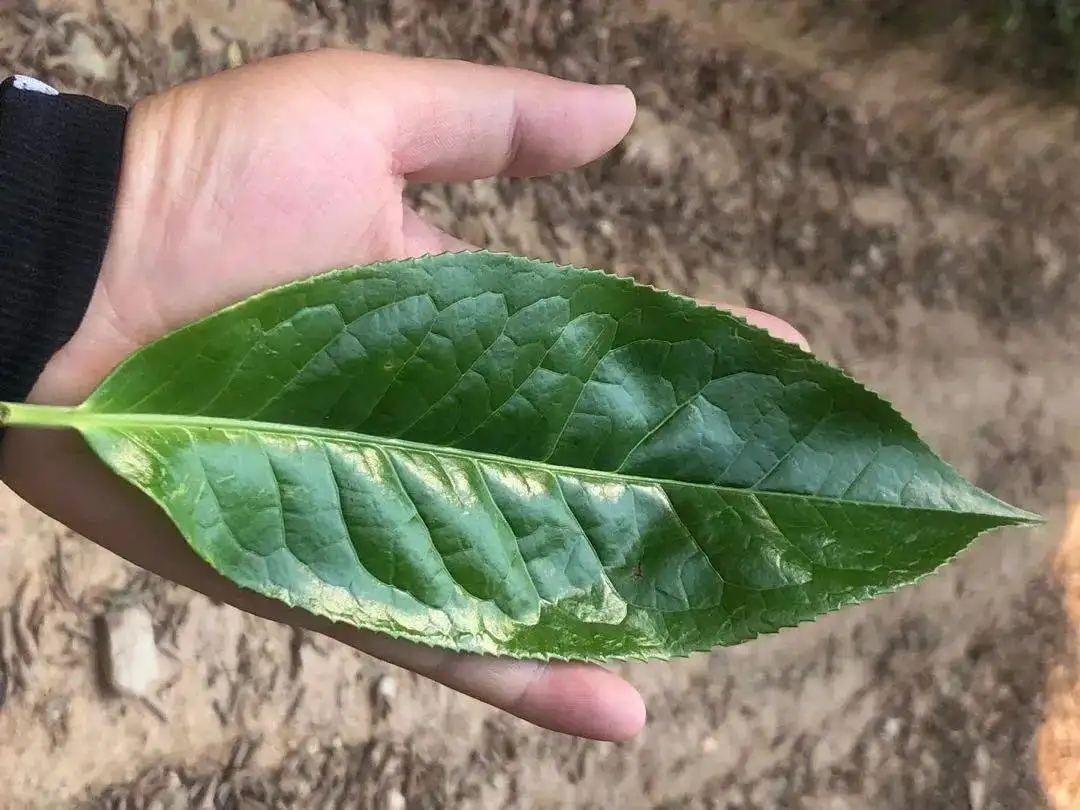 【茶百科】勐庫大葉種的適制性。