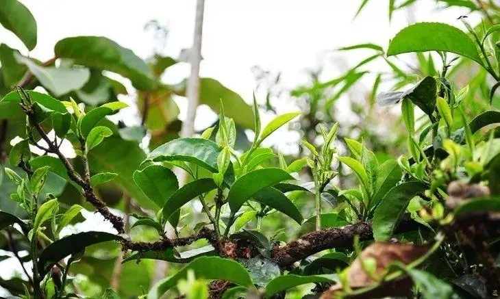 打開勐庫(kù)大葉種的密碼