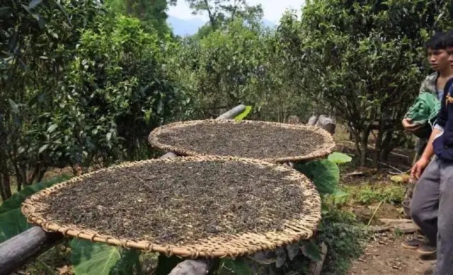 顛覆認(rèn)知！普洱茶的傳統(tǒng)工藝究竟是什么？