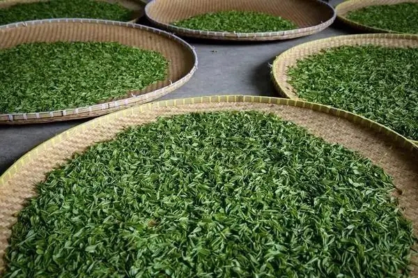 傳統(tǒng)普洱茶殺青工藝原理，專家們是這樣說的