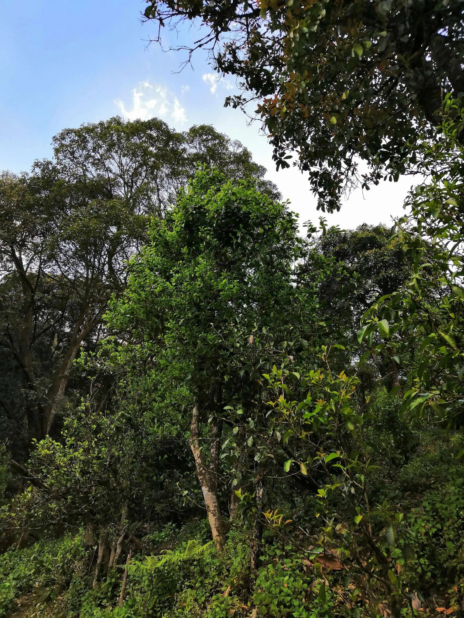 古樹茶的市場(chǎng)，未來該如何發(fā)展？