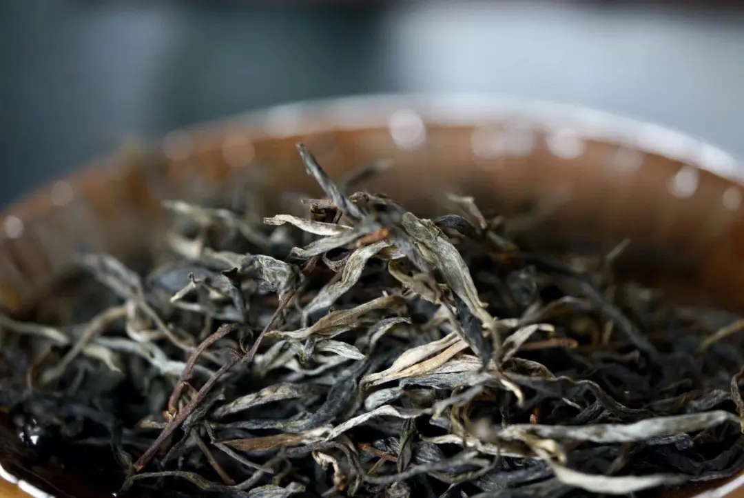 2023年老班章古樹春茶口感！