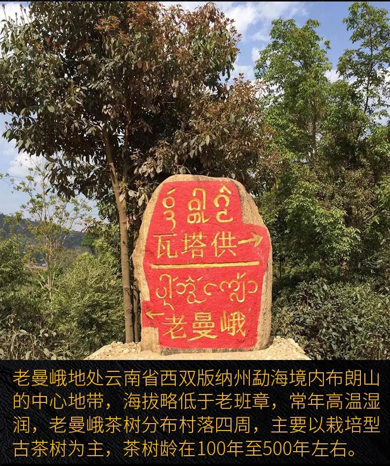 2023年老曼峨古樹春茶口感？